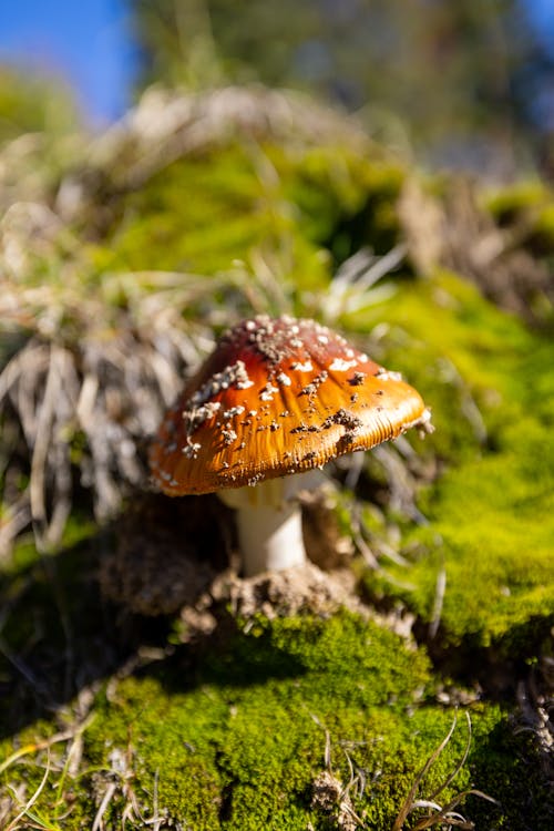 Close-Up Shot of a Mushroom