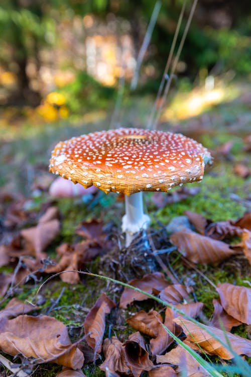 Foto stok gratis merapatkan, tembakan vertikal, terbang agaric