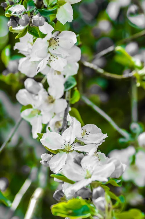 Foto d'estoc gratuïta de arbre, bellesa, blanc