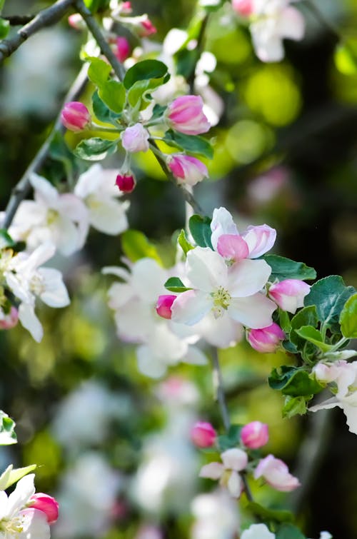 Безкоштовне стокове фото на тему «bretagne, fleures, floraison»