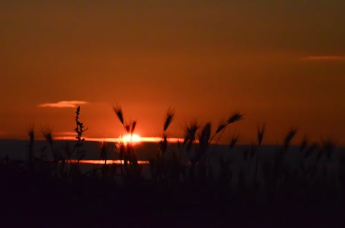 Kostnadsfri bild av blå, bretagne, fågel