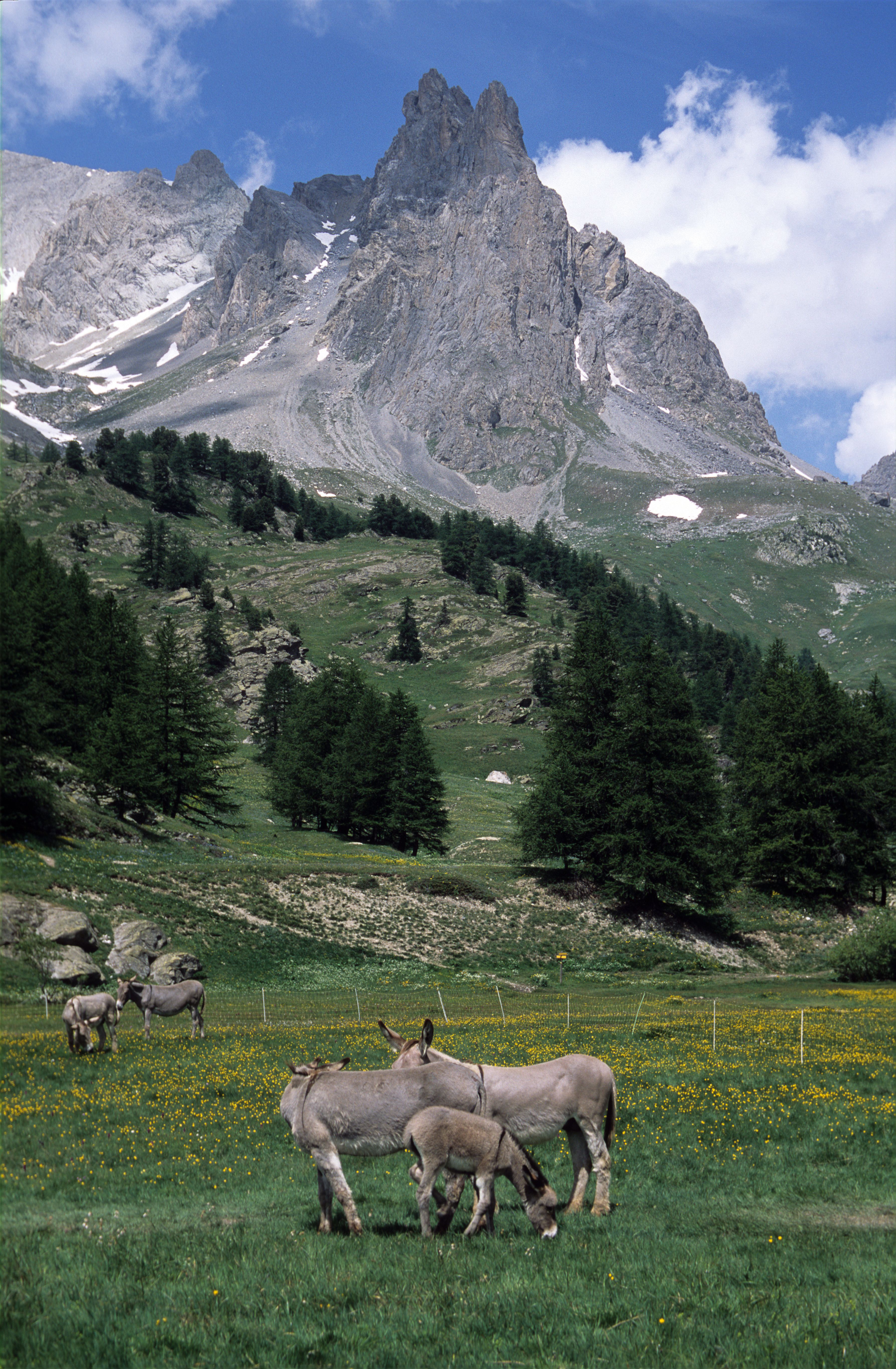 Donkeys on a Meadow in a Mountain Valley · Free Stock Photo