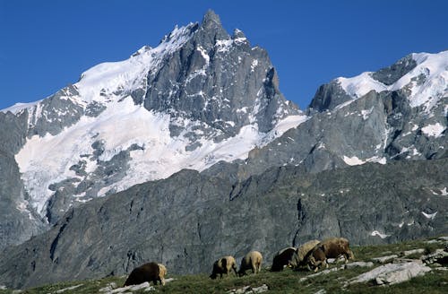 Kostnadsfri bild av berg, blå himmel, djur