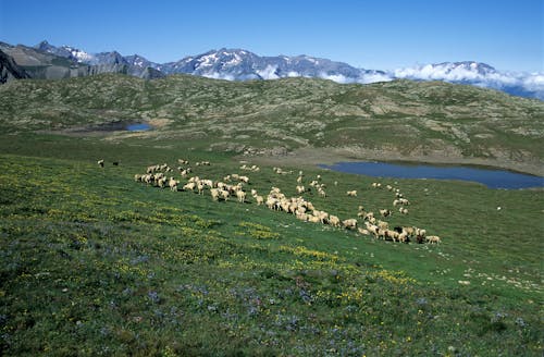 Green Grass Field Near Lake and Mountains