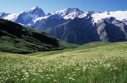 Free Breathtaking view of green meadows with wildflowers and majestic snow-capped mountains in La Grave, France. Stock Photo