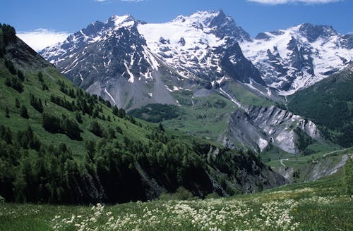 Coniferous Trees in a Mountain Valley 