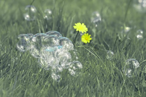 Bulles dans l'herbe