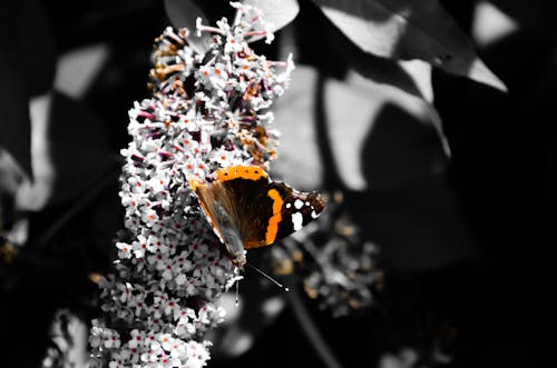 Foto d'estoc gratuïta de ales, animal, blanc i negre