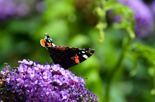 Papillon commun