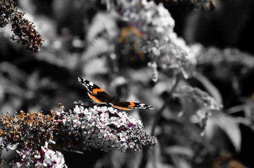 Foto d'estoc gratuïta de ales, animal, blanc i negre