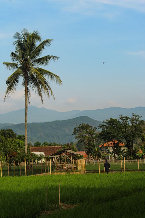 Ảnh lưu trữ miễn phí về bối cảnh đẹp, Indonesia, ruộng lúa
