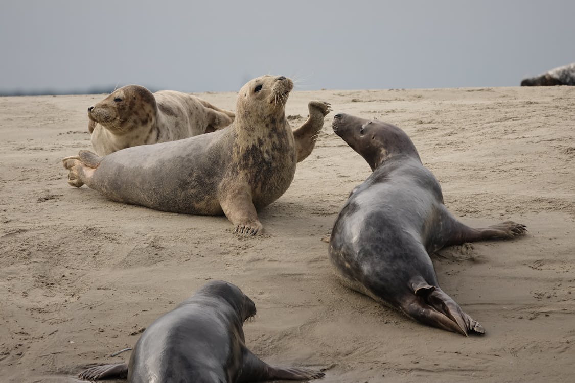 Free Sea Lions on Brown Sand Stock Photo