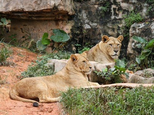 Two Lioness Lying on Ground