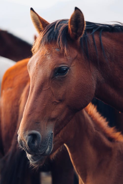 Fotobanka s bezplatnými fotkami na tému hlava koňa, hnedý kôň, zväčšenie