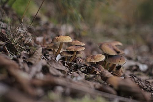 Free Close-ups of forest mushrooms Stock Photo