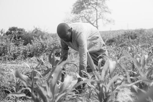 Farmer Working on Field in Black and White