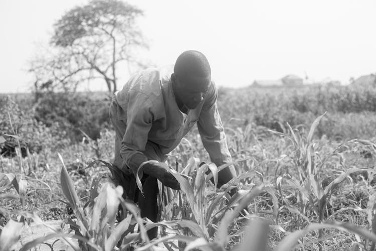 Farmer Working On Field In Black And White