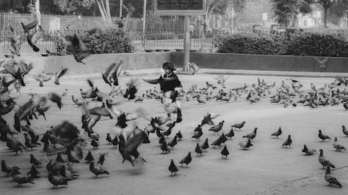 Grayscale Photo of a Child with Pigeons
