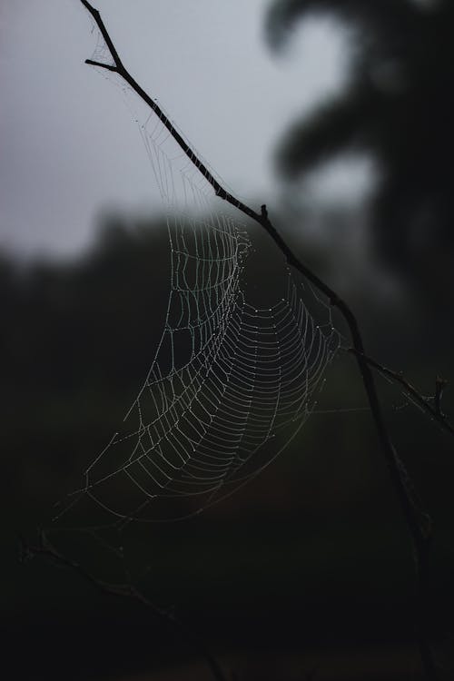 A Spiderweb on a Tree Branch