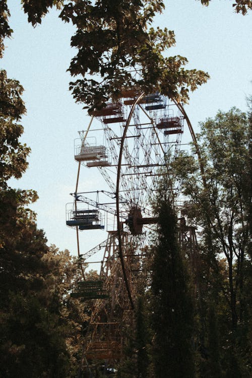A Ferris Wheel Surrounded by Trees