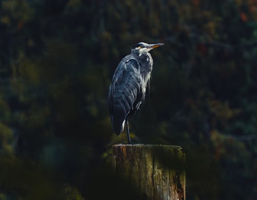 Grey Heron on a Wooden Post