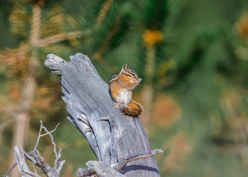 Kostenloses Stock Foto zu backenhörnchen, eichhörnchen, gefällter baumstamm