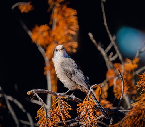 Kostenloses Stock Foto zu eichelhäher, tier, tierfotografie