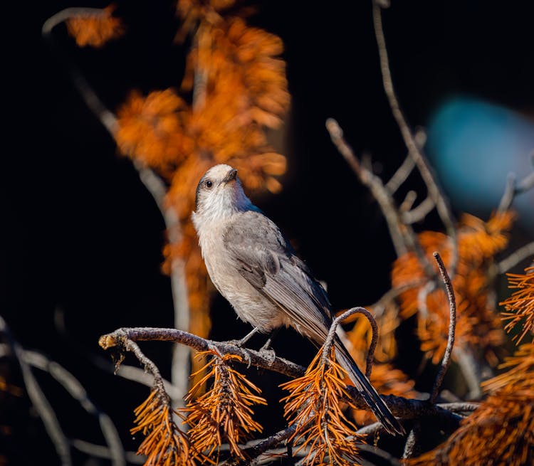 Photograph Of A Jay