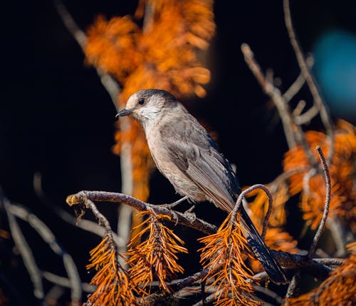 Kostenloses Stock Foto zu ast, herbst, hocken