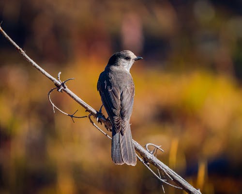 Kostenloses Stock Foto zu gehockt, kanada jay, nahansicht