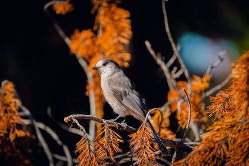 Canada Jay Perched on a Branch