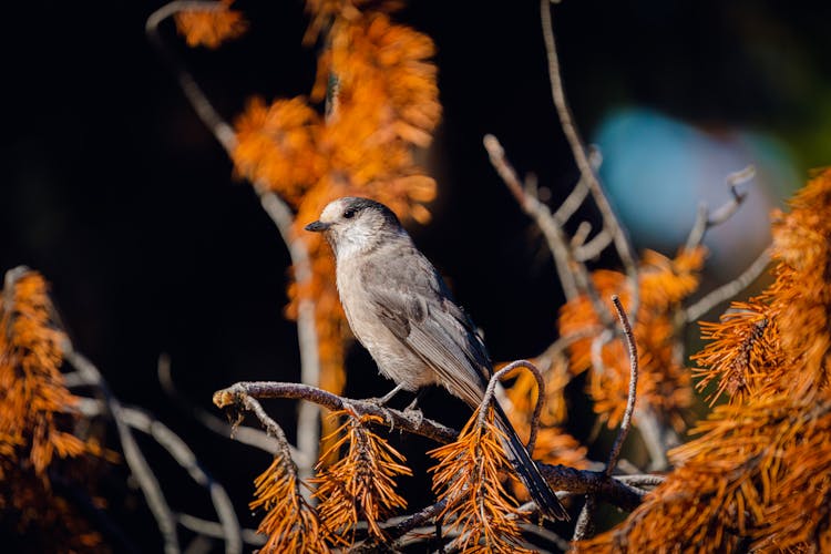 Canada Jay Perched On A Branch