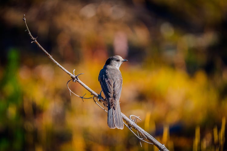 Close-Up Shot Of A Bird 