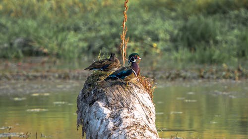 Kostenloses Stock Foto zu baumstamm, enten, fluss