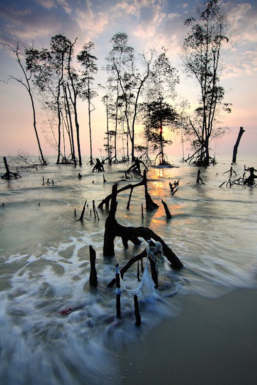 무료 나무 근처 해변 스톡 사진