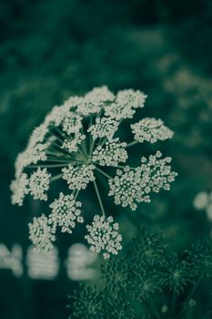 A close-up of delicate white flowers captured in a natural setting, perfect for a fresh and calming background.