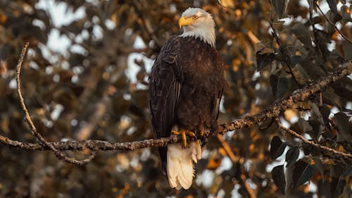 Kostenloses Stock Foto zu adler, ast, hocken