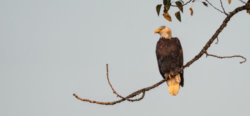 Kostenloses Stock Foto zu ast, hocken, tierwelt