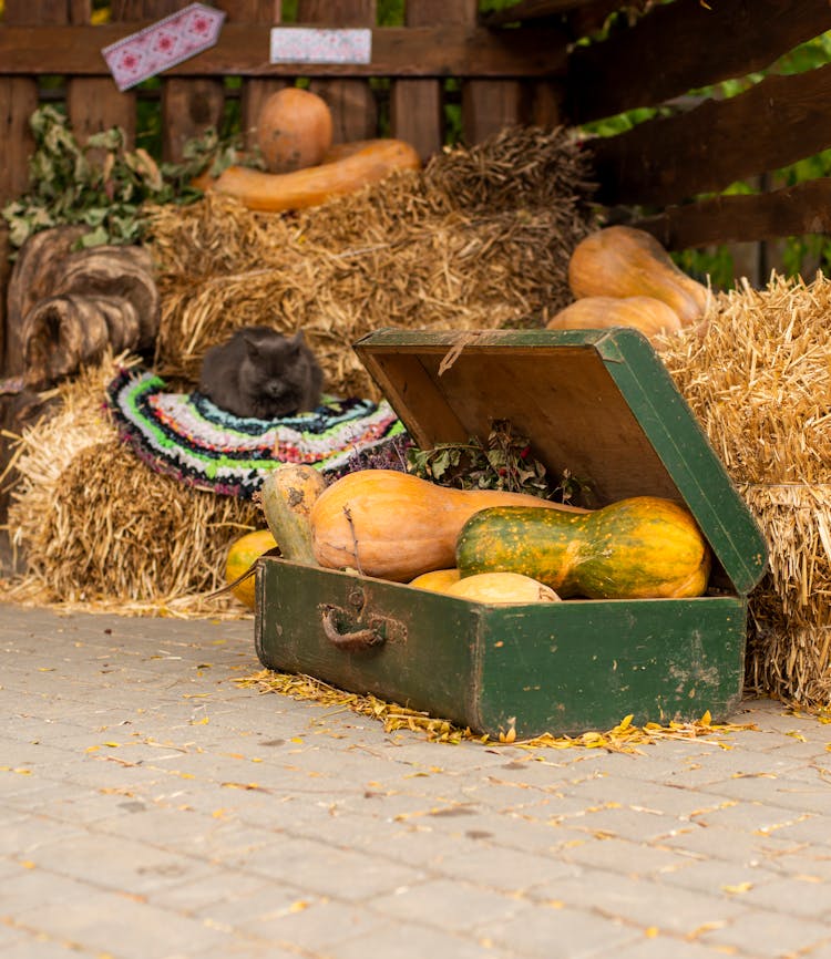 Old Suitcase With Pumpkins In Autumn Interior