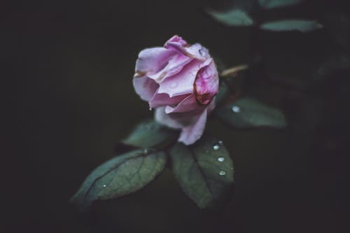 ピンクのバラのセレクティブフォーカス写真