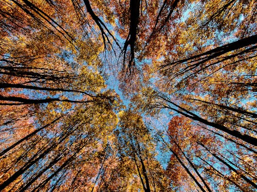 Foto profissional grátis de árvores, céu azul claro, declínio
