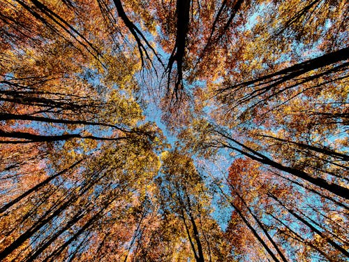 Free Clear Blue Sky over Tall Trees Stock Photo