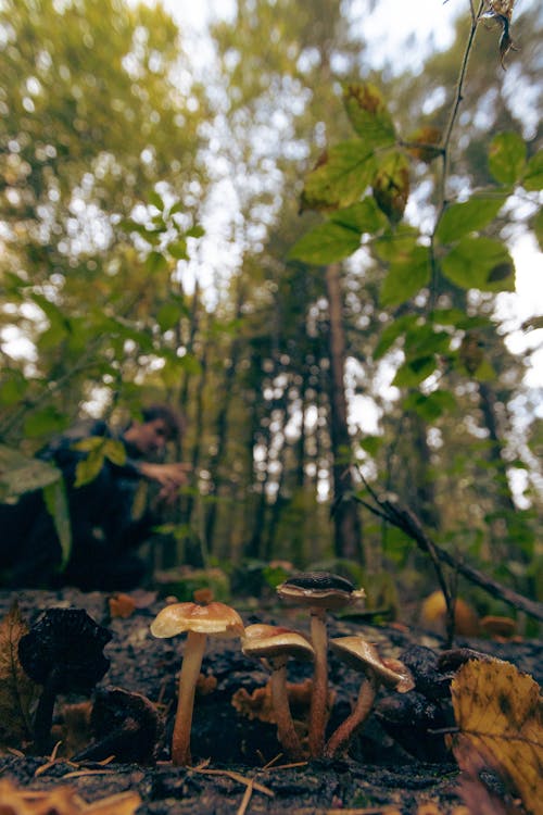 Foto d'estoc gratuïta de arbres, bolets, bosc