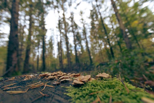 Imagine de stoc gratuită din arbori, ciuperci, codru