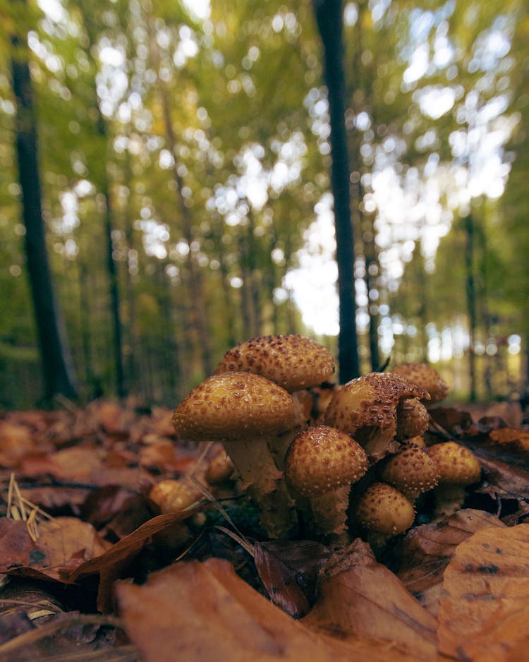 Wild Mushrooms On The Ground