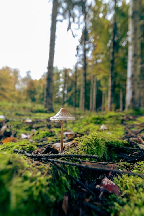 Mushrooms on the Ground of a Forest Near Tall Trees