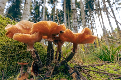 Foto d'estoc gratuïta de bolets, chanterelle, creixement