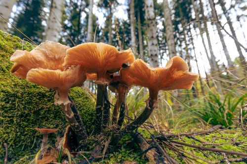 Free Low-angle view of chanterelle mushrooms growing among mossy forest floor with towering trees. Stock Photo