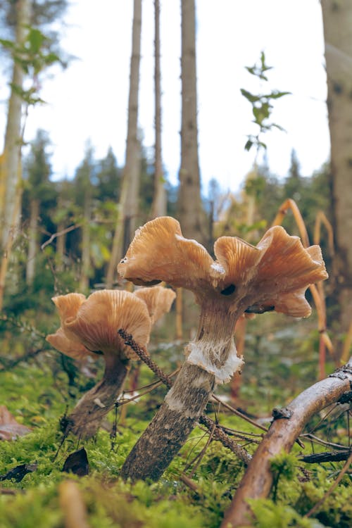 Honey Fungus on the Grassy Ground