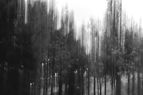 Foto profissional grátis de árvores, confuso, escala de cinza